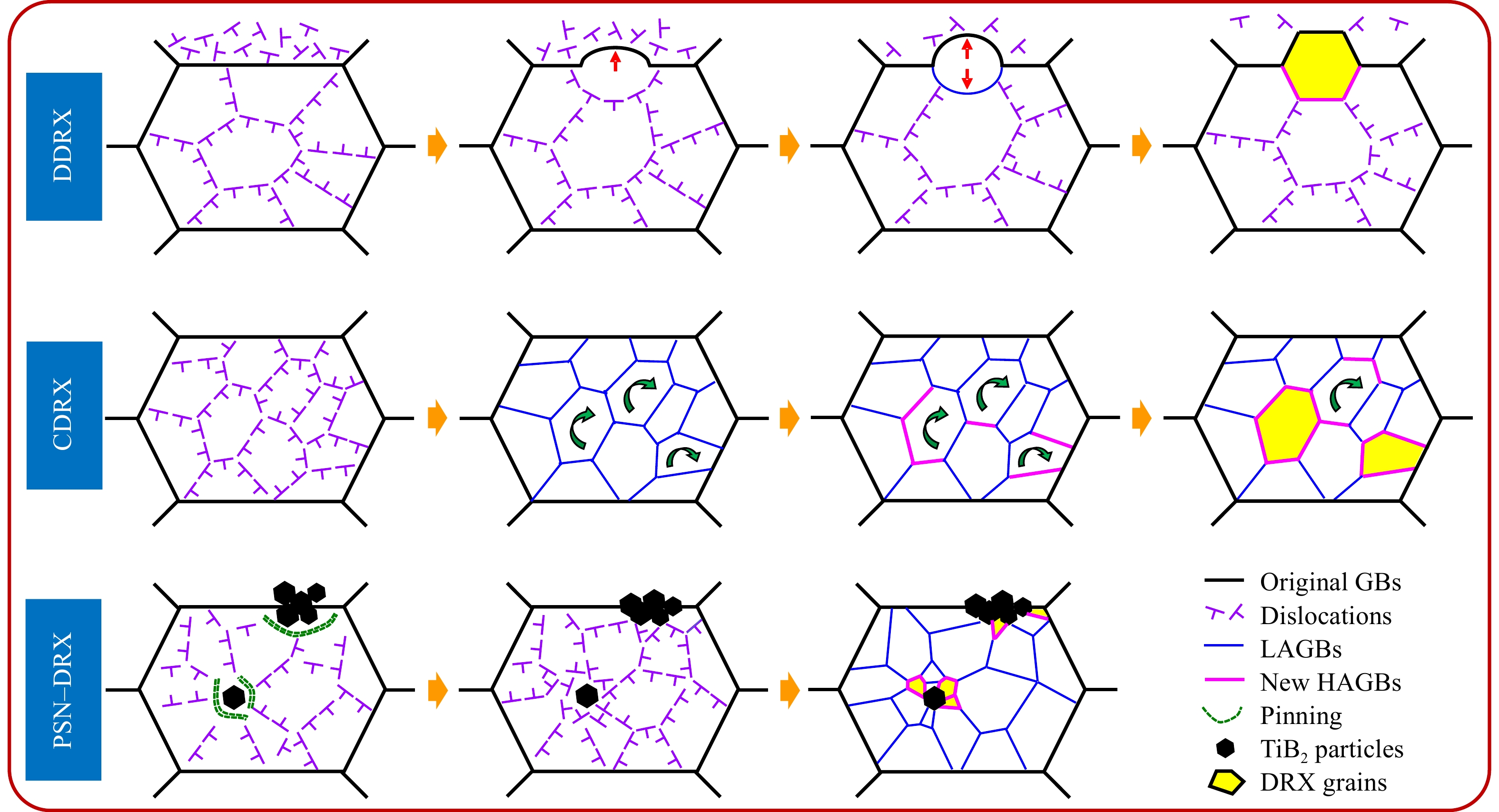 图2 DDRX 与 CDRX 的显微机制示意